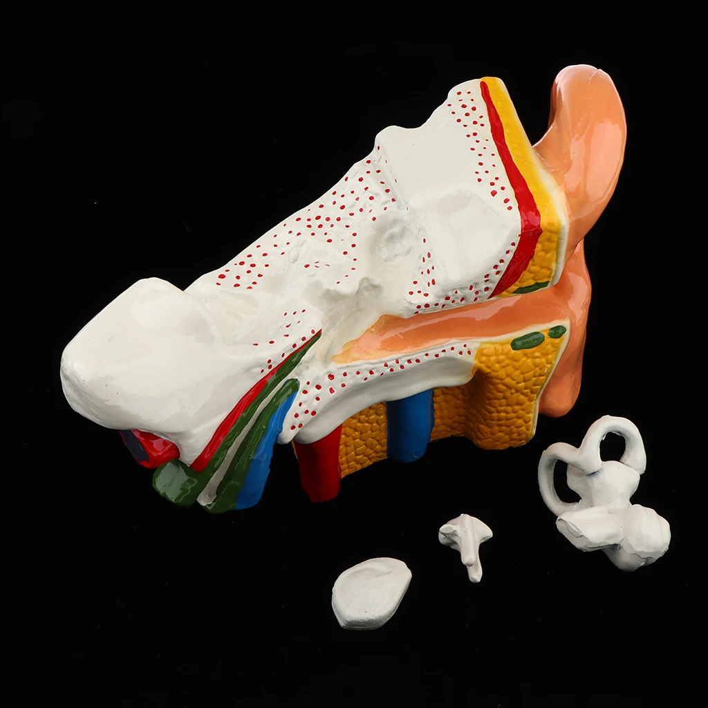 6 Times Enlarged Human Ear Anatomy Model Educational Learning Display Lab Equipment