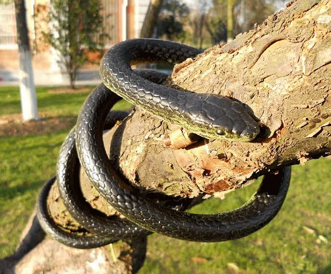 scary snake toy