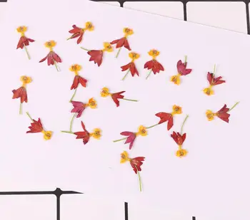 

100pcs Pressed Dried Flower Rose petal Filler For Epoxy Resin Jewelry Making Postcard Frame Phone Case Craft DIY