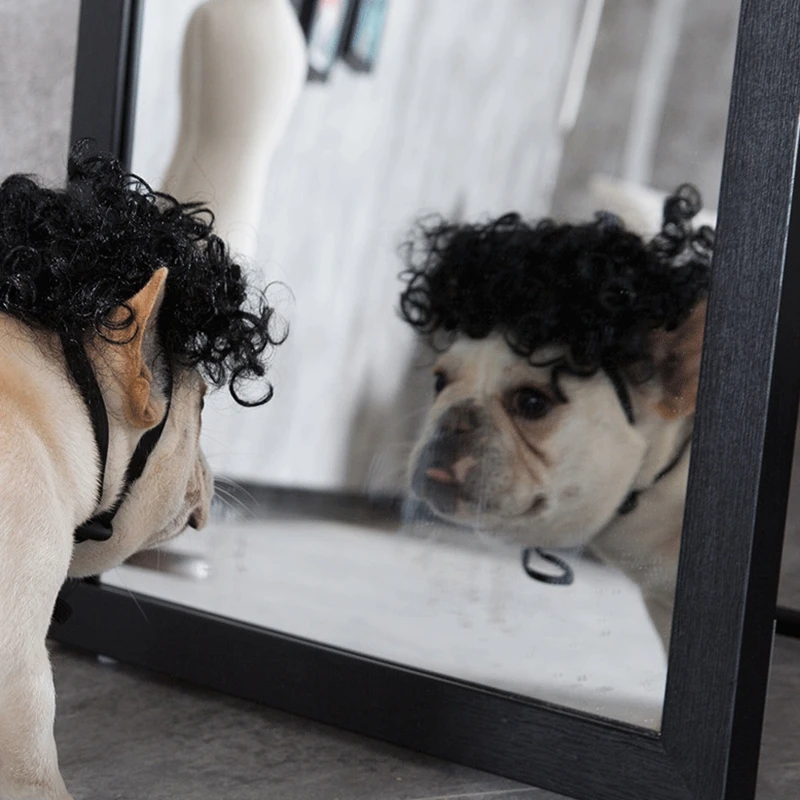 [Магазин MPK] парик для кудрявых собак, костюм для собак, оценка собак