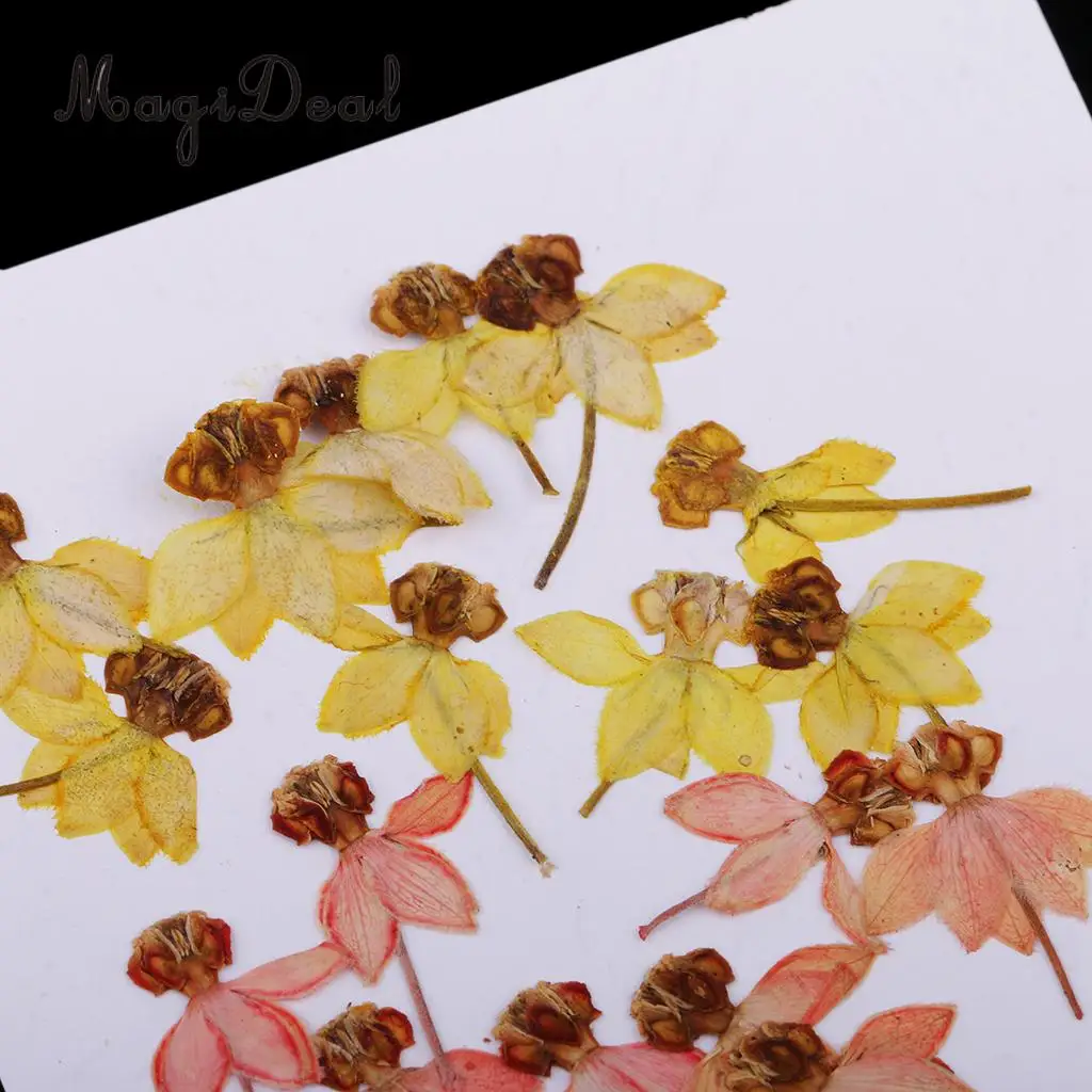 20pcs Beautiful Dancing-Doll Orchid Real Pressed Flower Dried Flowers for Art Craft Scrapbooking Resin Jewelry Making Phone Case