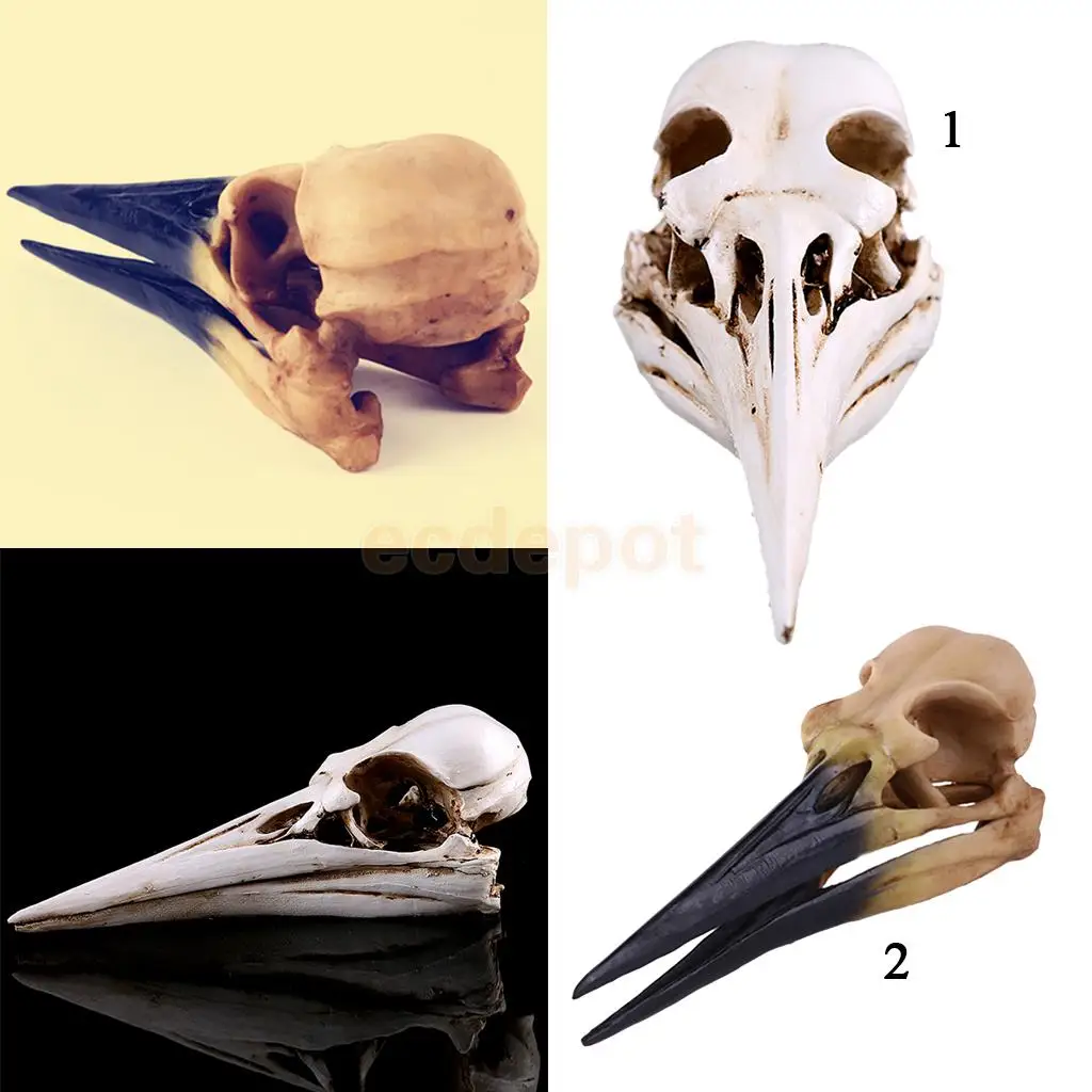 Resin Oystercatcher Skull Replica Skeleton Figurine Collection Decor Yellow/Whitein Statues