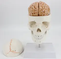 1:1 анатомическая модель мозга цифровой кодирующий номер шейного отдела позвоночника skleotn модель с черепом модель