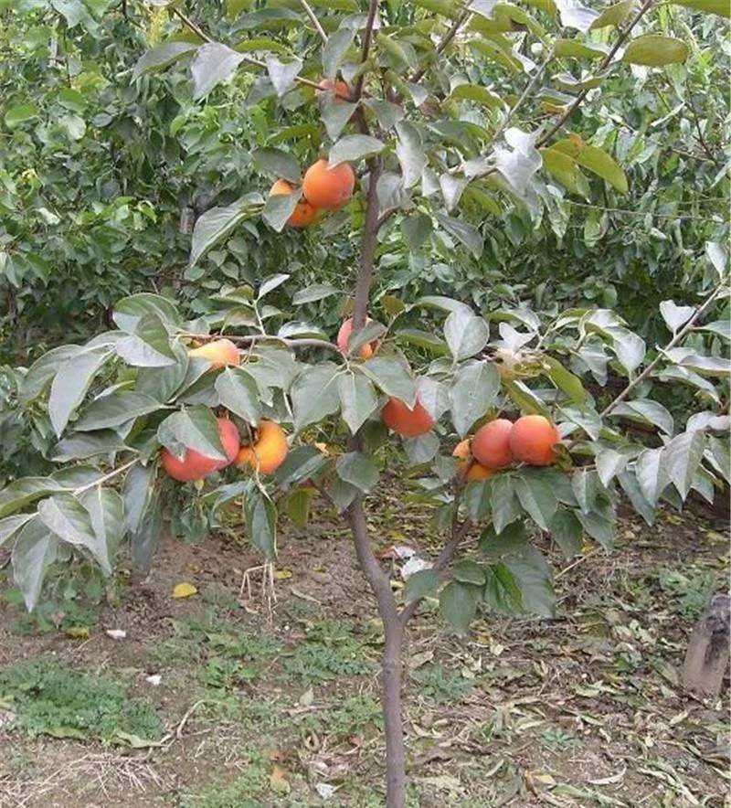 50 Pcs Persimmon plant Diospyros Kaki Non-GMO Delicious Fruit Tree Home Garden Bonsai Plant sementes da fruta Easy Growing
