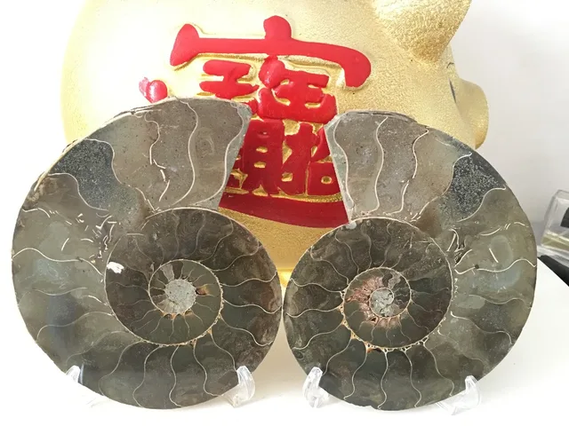 Best Price 1064g FOSSILIZED SNAIL AMMONITE MINERAL FROM MOROCCO ~ MULTI-COLOR FIRE Best Price 1064g FOSSILIZED SNAIL AMMONITE MINERAL FROM MOROCCO ~ MULTI-COLOR FIRE