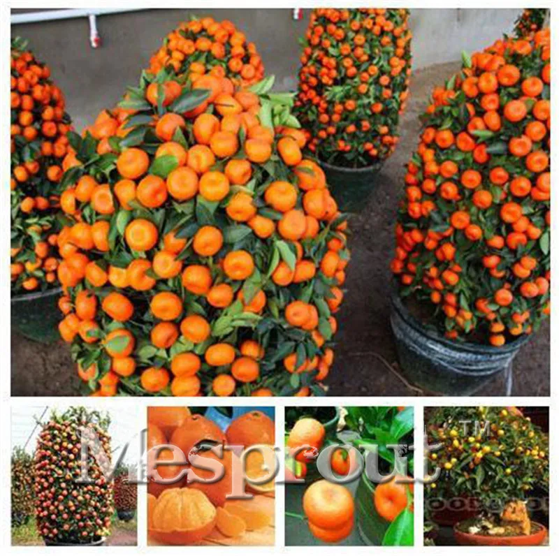 Online Buy Wholesale mini orange tree from China mini orange tree
