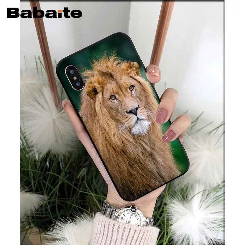 Animals lion