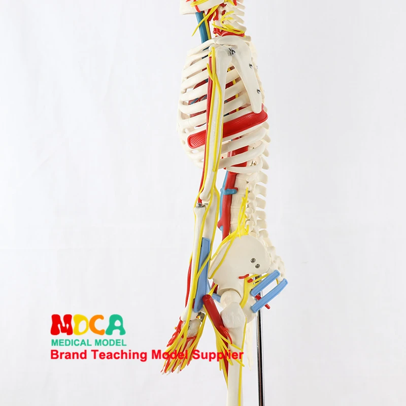 Медицинская 85 см скелетная мышца человека Пуск и Стоп Точка нейронная Модель маленькая игла скальпель человеческий скелет модель MGG206