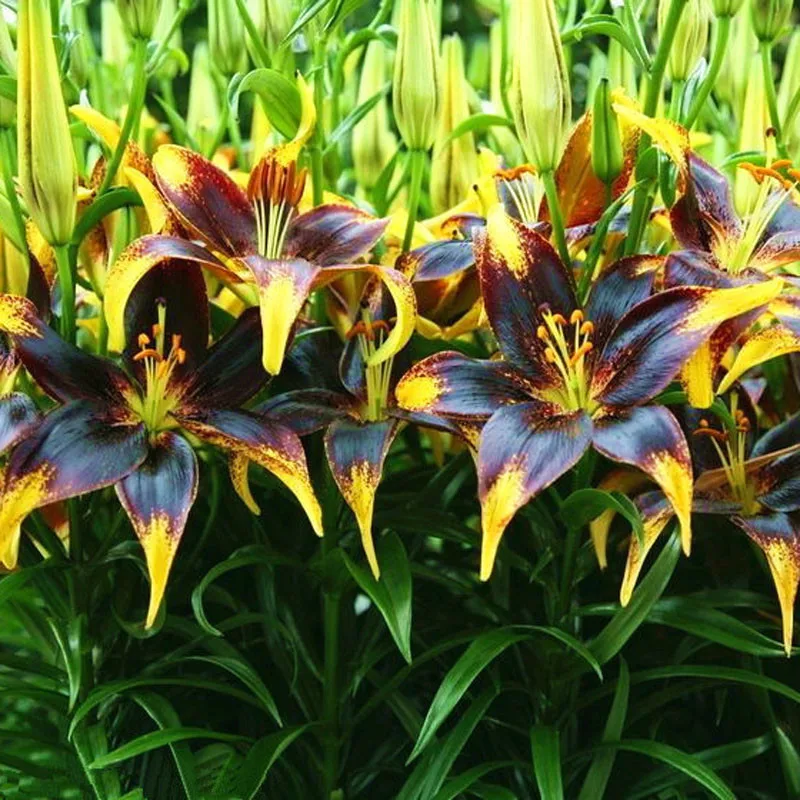 120 Pièces Rare Noir Coeur Jaune Bord Lilium Brownii Fleur
