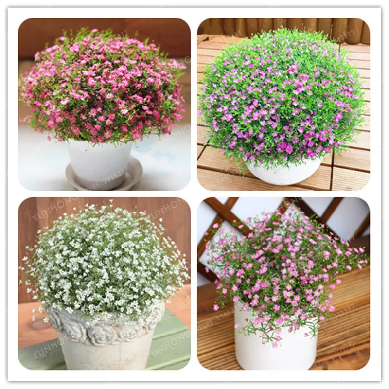 Gypsophila карликовые деревья 100 карликовые деревья/мешок Гипсофила метельчатая цветы дома Бонсайский горшечный завод Легко растет красивый