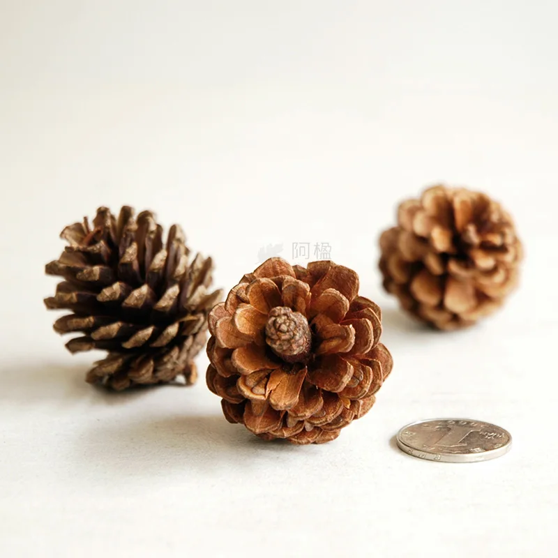 Pinecone сосновые конусы натуральные растения декоративные цветы сушеные ремесла