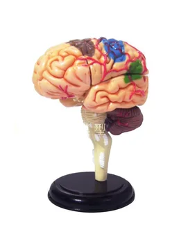 

brain structure model Human Anatomy Model Brain Model Medical Model