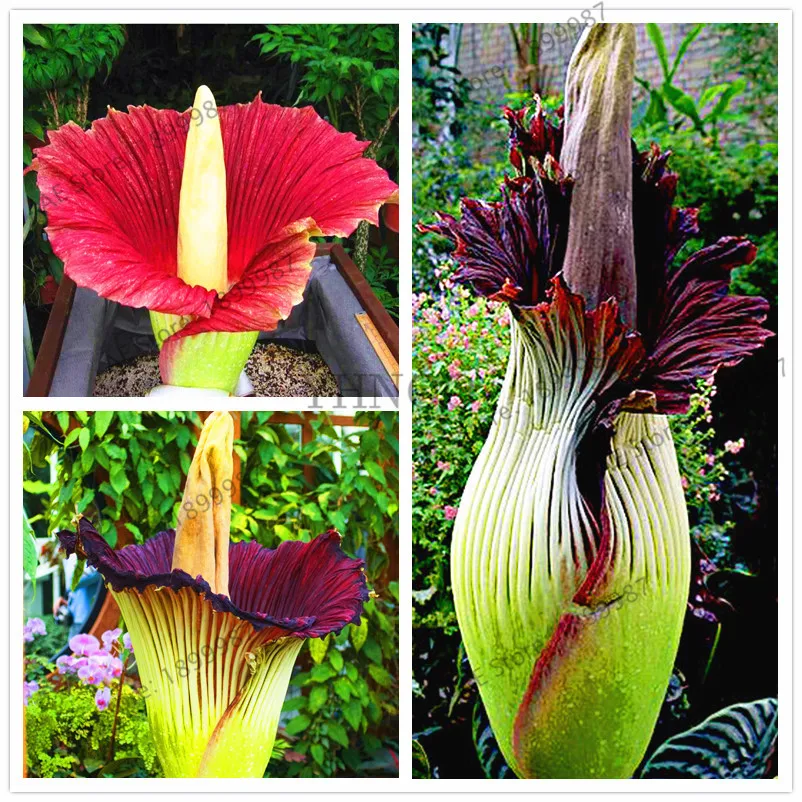 

Beautiful flower of Indonesia,the world's largest flower,Corpse flower,10pcs/pack