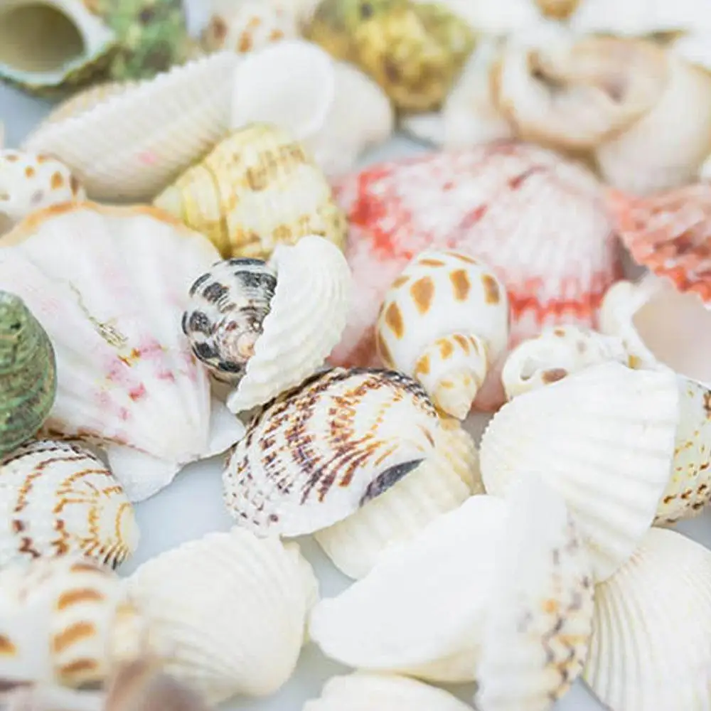 100 g Aquarium Strand Nautische DIY Shells Mixed Bulk Ca Sea Shell Mode