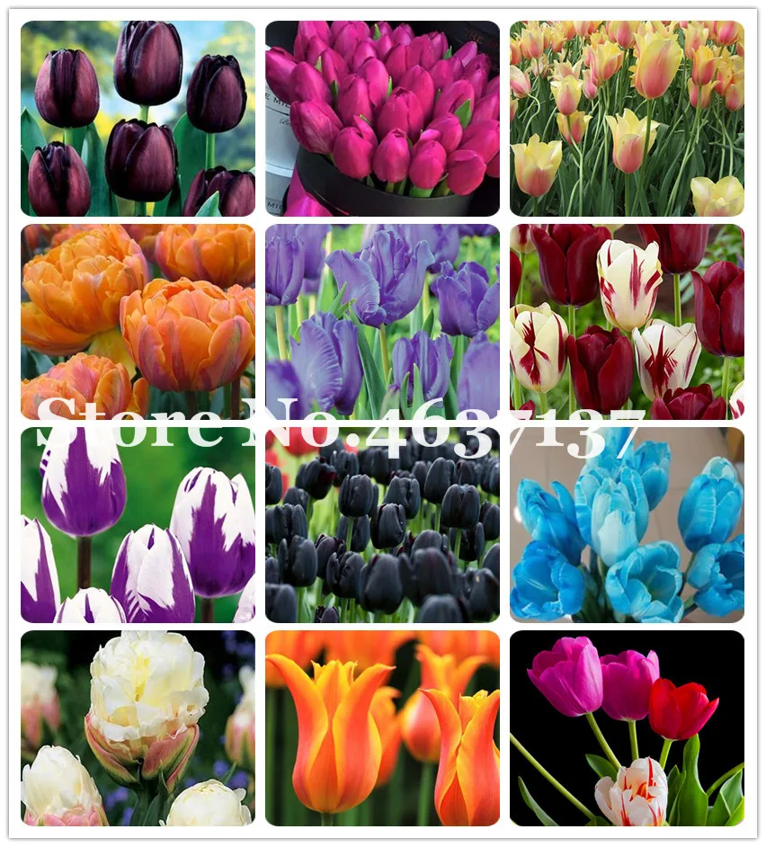 100pcs Multifarious Tulip Flowers, Tulip Bonsai Of Perennial Garden Flower(Not Tulip Bulb)Herbs For Home Garden Courtyard Beauty