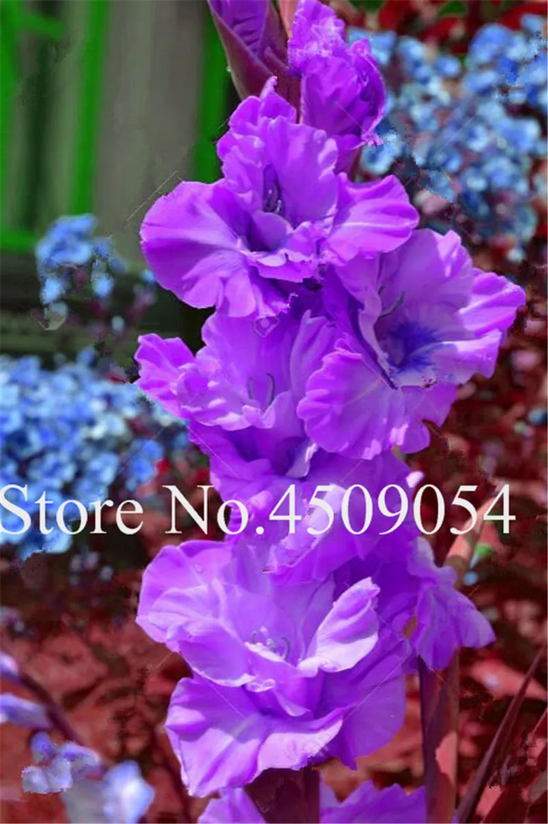 100 قطع نادر مخطط جسمه السيف زنبق حديقة النباتات والزهور السحلية الزنبق بونساي Seedsplant Gandavensis عالية بقاء معدل 100 قطع نادر مخطط جسمه السيف زنبق حديقة النباتات والزهور السحلية الزنبق بونساي Seedsplant Gandavensis عالية بقاء معدل