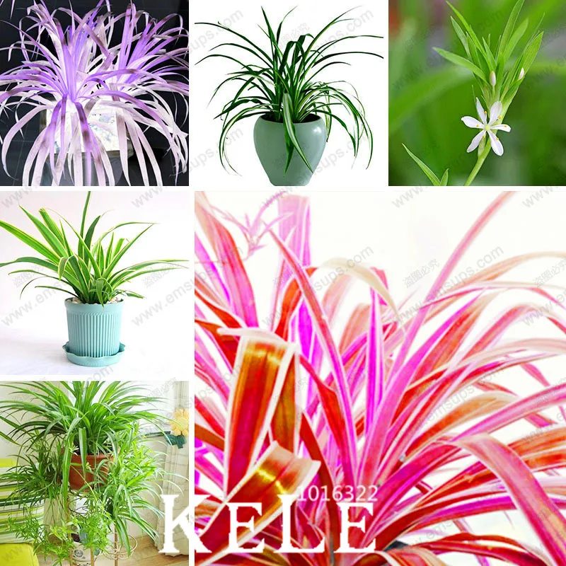 

New Fresh 100pcs/bag Chlorophytum garden Bonsai Absorb Formaldehyde Perennial Potted Plants Indoor Plants,#CP4UZU