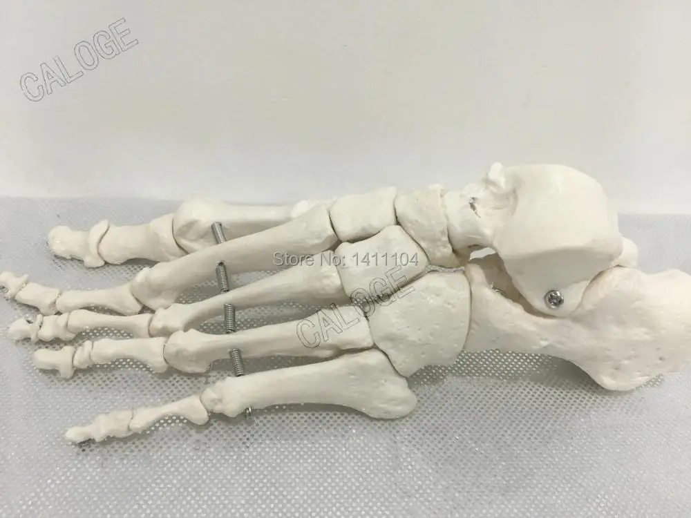 Специальные предложения на продажу и 1:1 Размер thenormal конфигурации стопы модель кости, медицинские Научите для Отдел ортопедии массажа