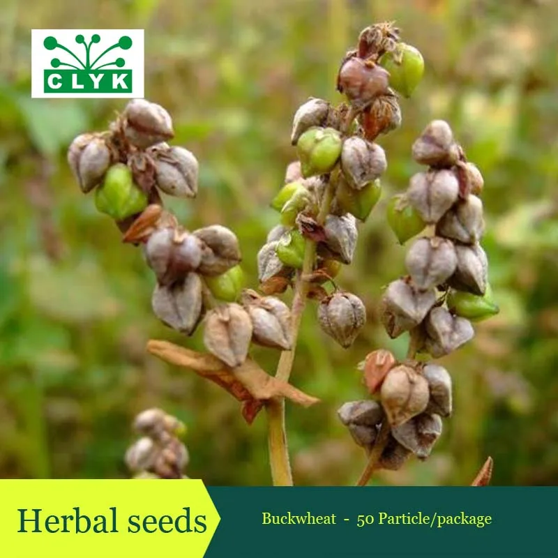 Herbs Fagopyrum Esculentum Seeds, Widely Planted Common Buckwheat Seed