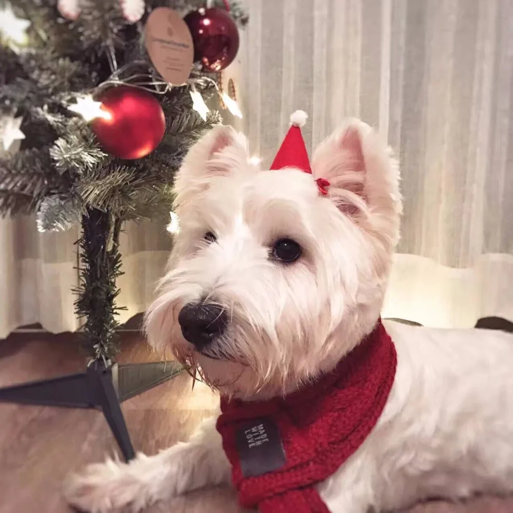 4218653255_2066003639 (1)