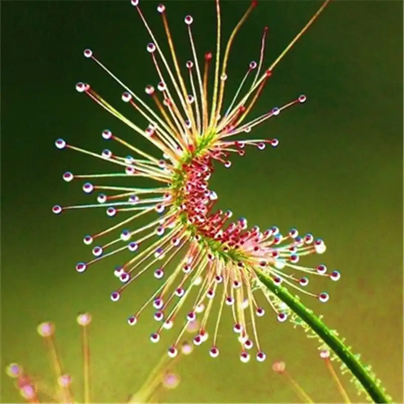 Promotion 100pcs Drosera Peltata Pot Plant Circular Sundew Carnivorous Plants Garden Venus Flytrap Bonsai Succulent