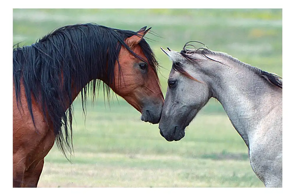Wall Poster Running Horses Black White Horse Animals Abstract Oil