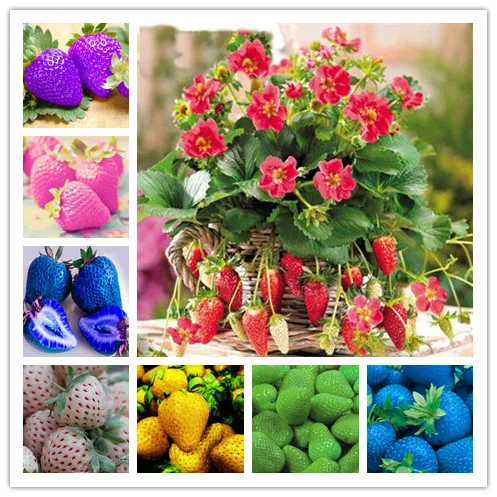 

200pcs Strawberry Tree bonsai Delicious Perennial Strawberry bonsai Outdoor Courtyard Indoor Bonsai Plants DIY Home Garden Plant
