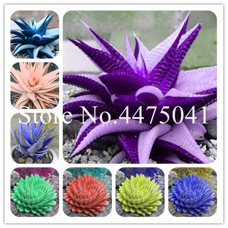 

20 Rare Fresh Succulents Bonsai ,Mixed Aloe Vera Bonsai Exotic Flowering Cacti Polyphylla Rotation Aloe Vera Queen Fruit Plants