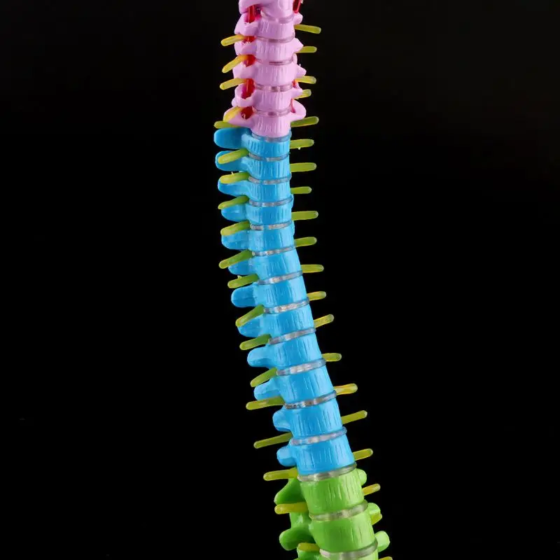  45cm Removable Human Spine Model Spinal Column Vertebral Lumbar Curve Anatomical Medical Teaching T - 33057132200