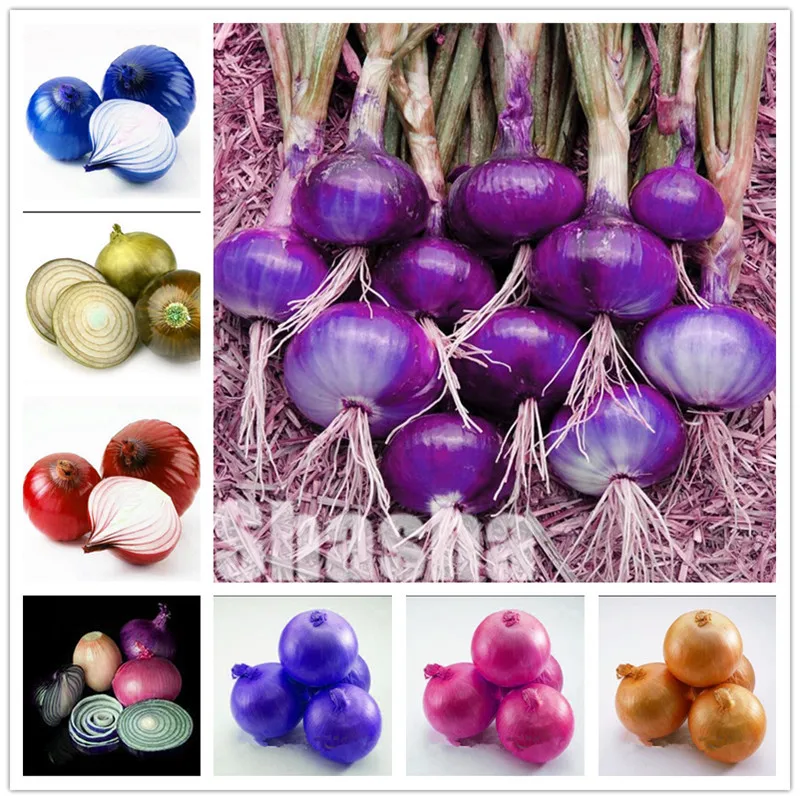

100 Pcs Giant Onion plants Non-GMO Vegetables bonsai Rare Delicious Heirloom Plant Bonsai for Home Garden DIY Potted Plants