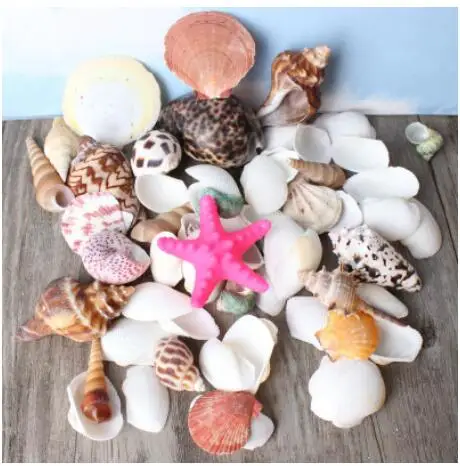 

Natural shell conch set fish tank aquarium construction shellfish world Marine DIY materials crafts Home decoration dies