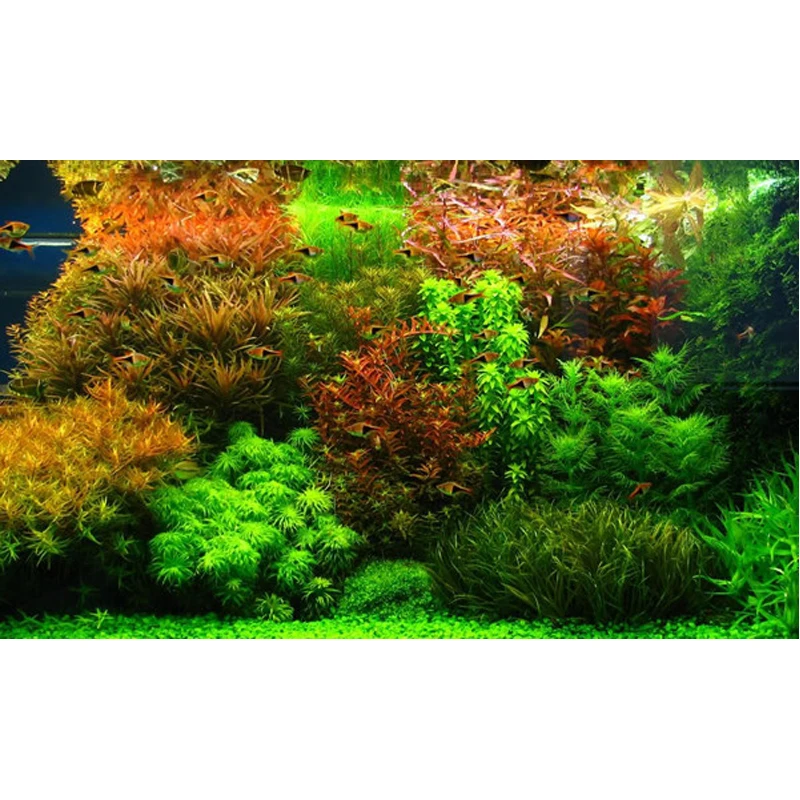 aquarium decoration water leaf