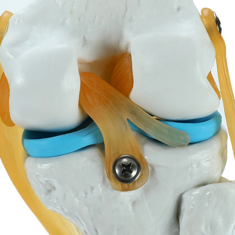 Человека коленного сустава анатомические модели скелет модель с сухожилия, сустав модель обучение медицине поставки