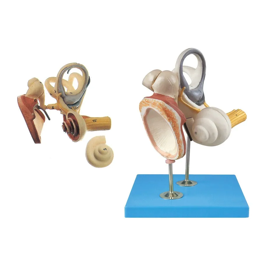 Увеличение модель Внутреннее ухо, ушками и барабанной перепонки модель внутренняя структура уха