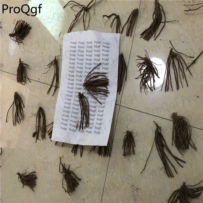 

5Pcs A Set Clematis florida Flower Root