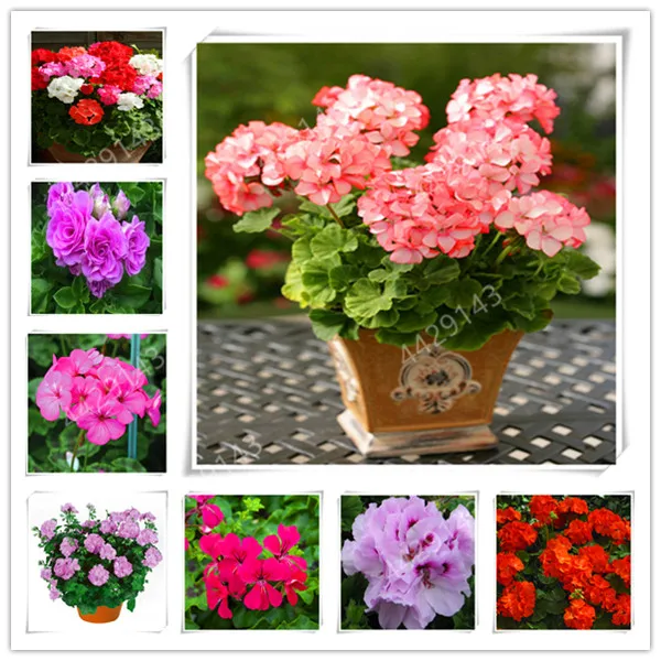 

100 Pcs Colorful Bonsai Geranium Flower Rare Variegated Geranium Bonsai Potted Indoor Rooms Home Garden Flower For Bonsai Plant