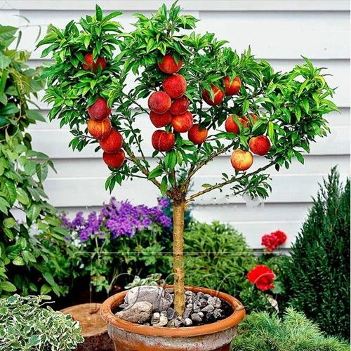 Planta de jardín Enano bonanza melocotones, melocotón Árbol de