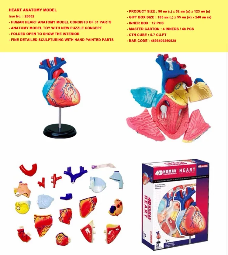 HEART ANATOMY MODEL
