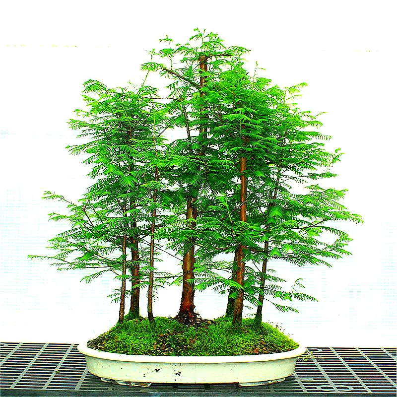 20 PCS / Pack Azure Blue Cedar Seeds Beautiful indoor Seed Best Bonsai