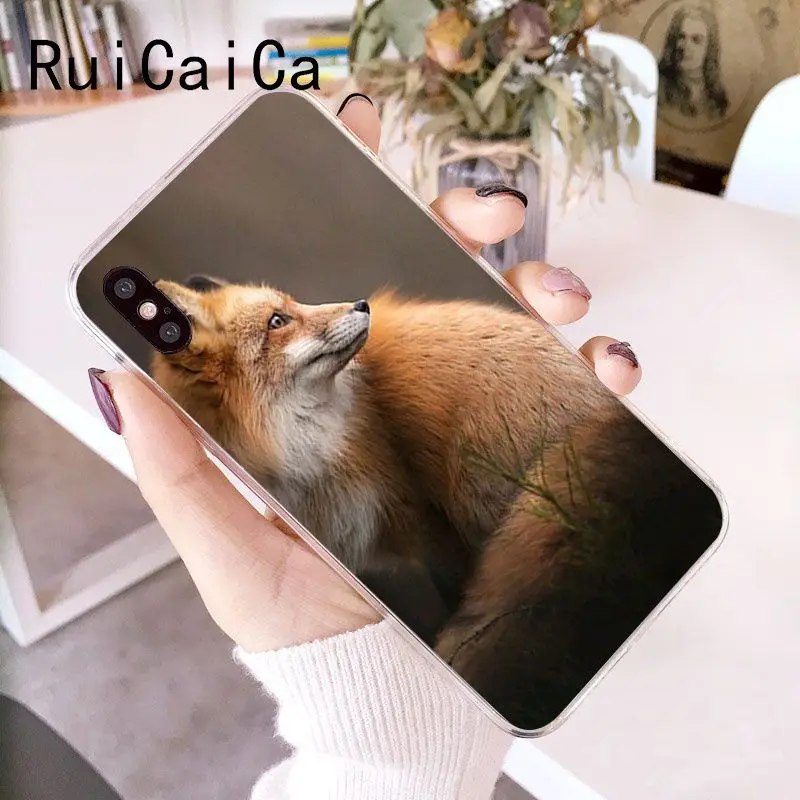 Animal Raccoon Fox