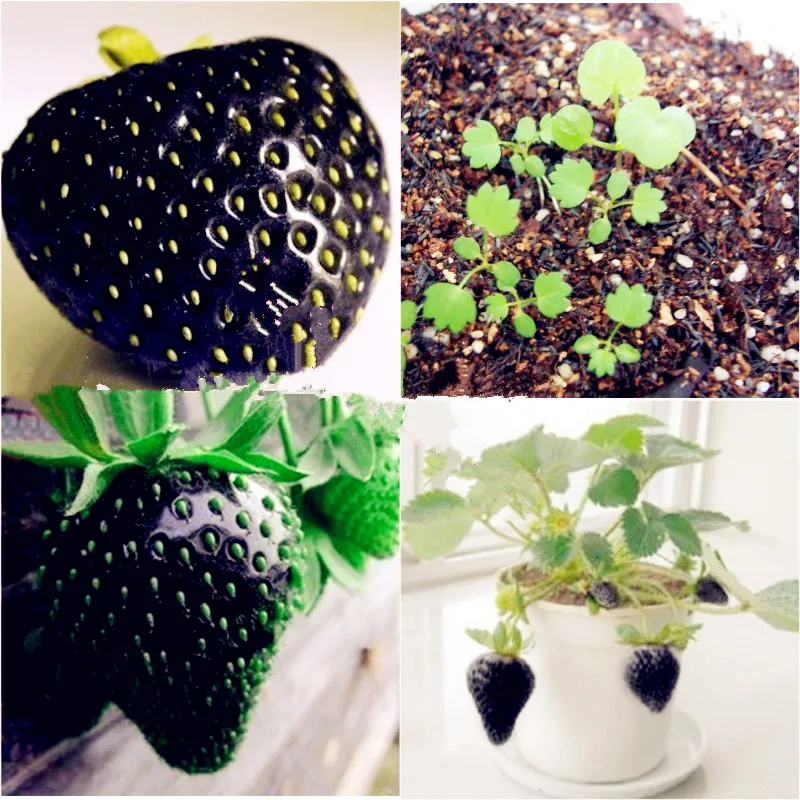 

500 Bonsai Black Strawberry Bonsai Good Taste Fruits Healthy Fresh Exotic Bonsai Easy Care Bonsai Plants For Home Garden