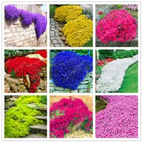 

100Pcs/ Creeping Thyme bonsai, Rare Color ROCK CRESS plants - Perennial Ground Cover Flower Natural Growth For Home Garden