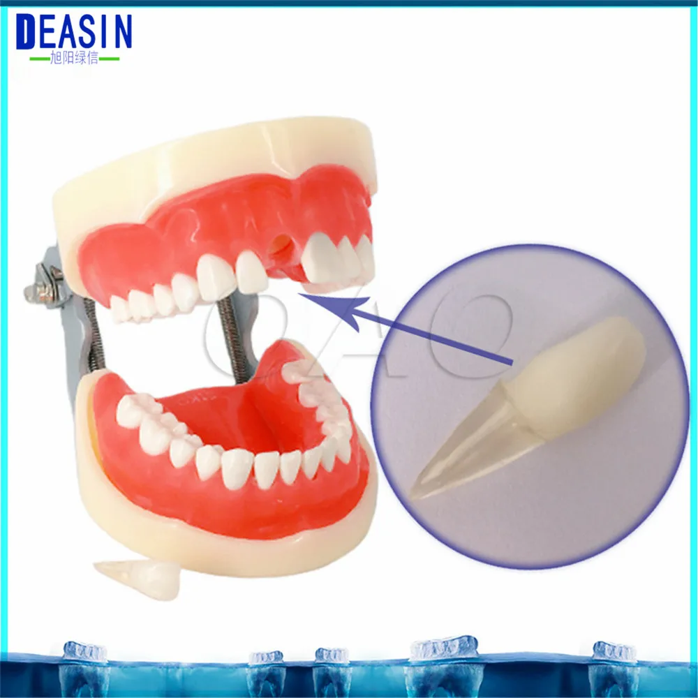Зубные Стандартный зубов Модель 28 шт. студент learnng съемный зубы стоматолог студент модель обучения