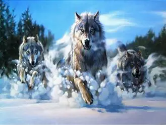 5D круглый алмазов картина вышивки крестом комплект волки животных изображение