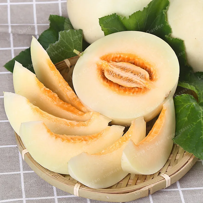 Buy 20 PCS Super Big Sweet Melon Cucumis Melo Bonsai