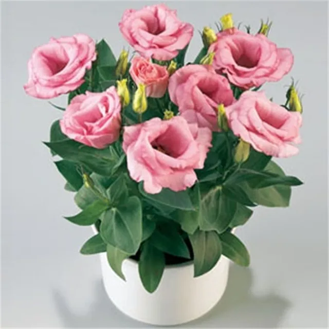 200 Pcs Eustoma Flower Potted Plant Lisianthus Variety Completethe