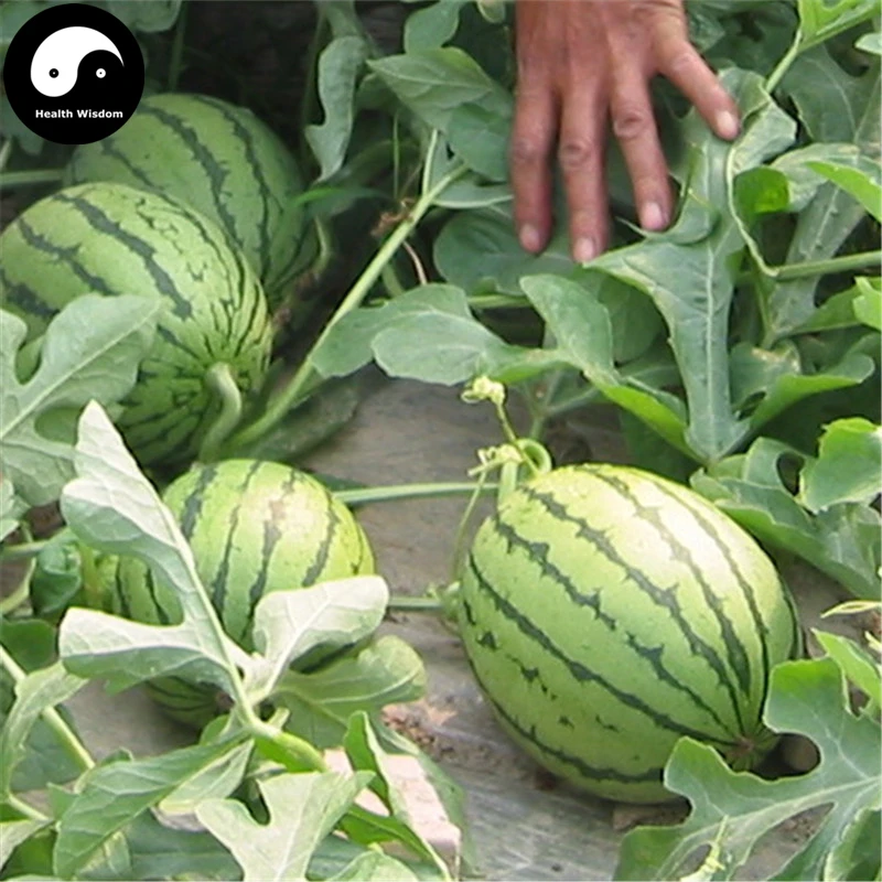  Buy  Watermelon Fruit Semente 200pcs Plant  Citrullus 