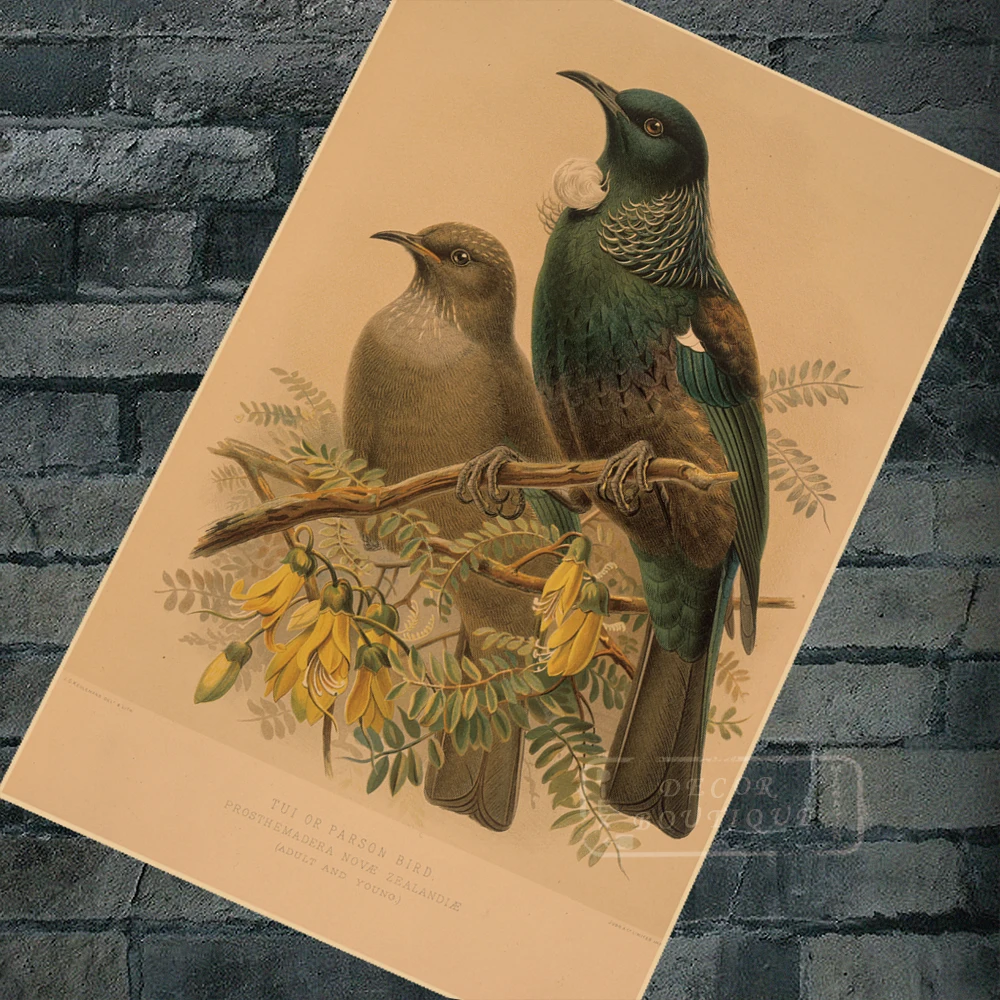 Классический настенный холст для путешествий из новой Zealand серии NZ anative Birds