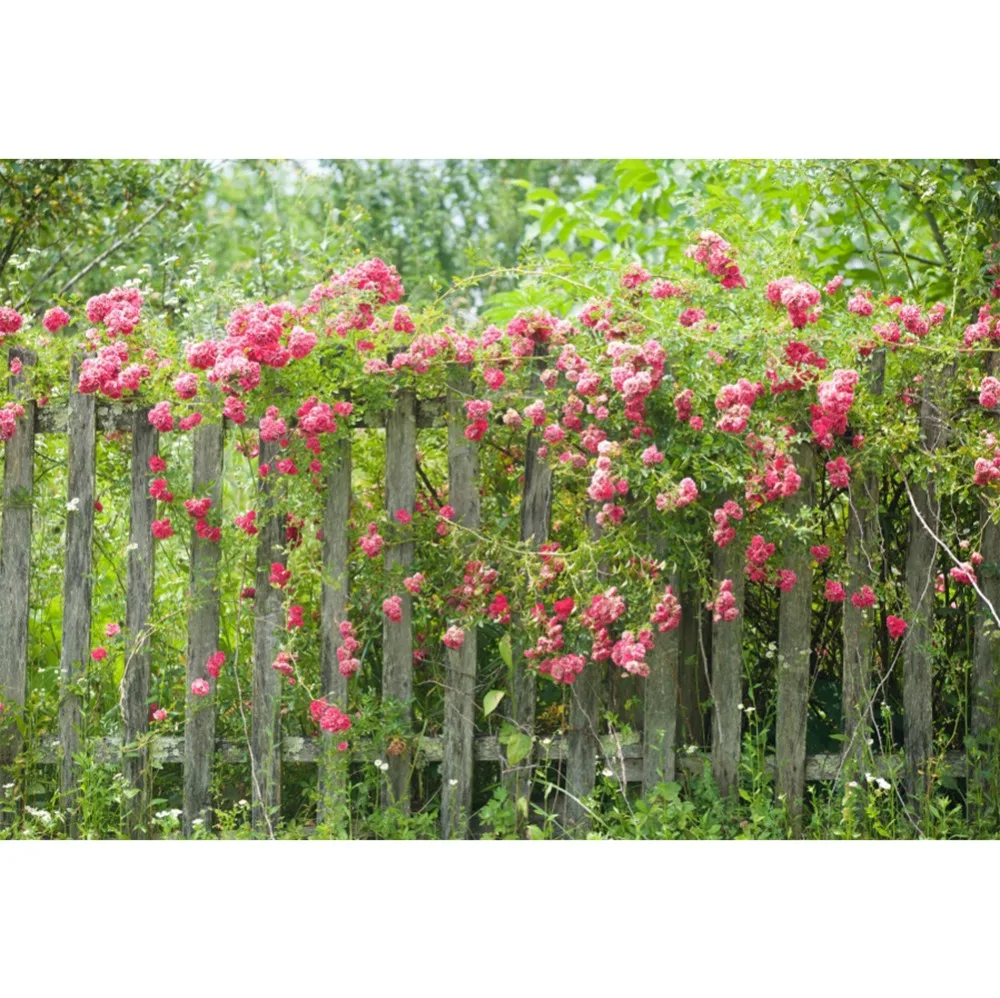 

Laeacco Wooden Fence Green Spring Blossom Flowers Vine Wallpaper Scenic Photography Backgrounds Photo Backdrops For Photo Studio