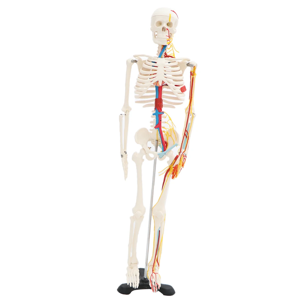 42cm Human Children Body Skeleton Model & 85cm Skeleton Bone Model with Heart Vessel School Anatomical Models Teaching Aids